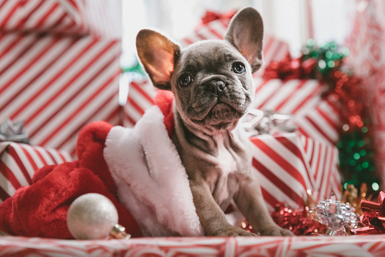 Pardon solidariteit Draak 5 tips voor een schitterende kerst met je huisdier | Thomas Stofzuigers